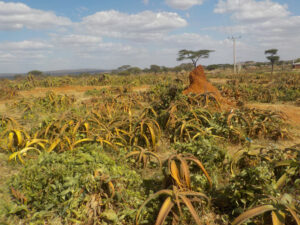 Aloe vera Ethiopie